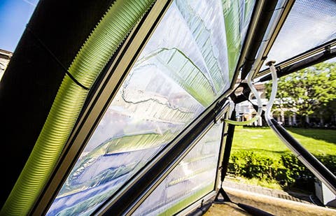 4_urban algae canopy